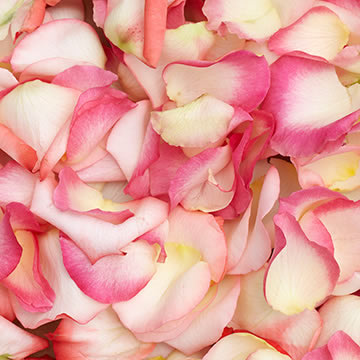 best-bi-color-rose-petals-globalrose