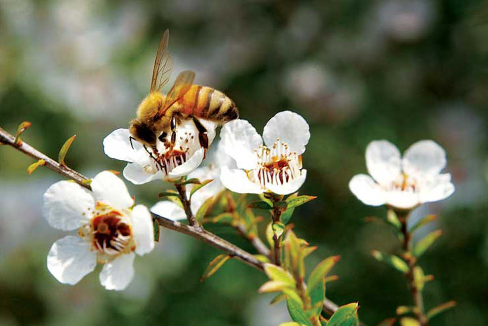 bee_on_manuka